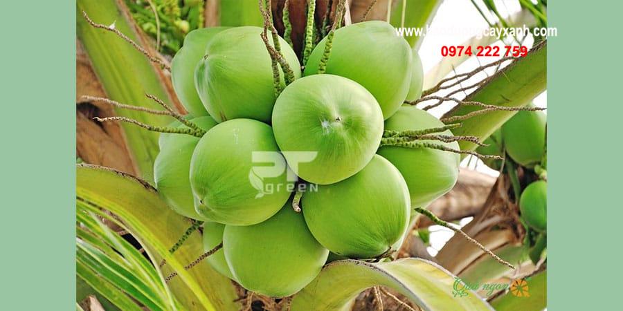 Cây công trình cây dừa phổ biến