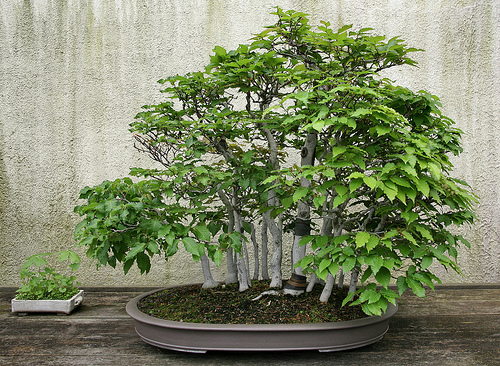 Kinh nghiệm chăm sóc cây Du bonsai