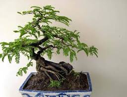 Cây me bonsai | Cách trồng cây me bonsai