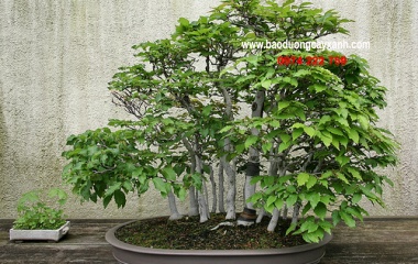 Cây Du bonsai