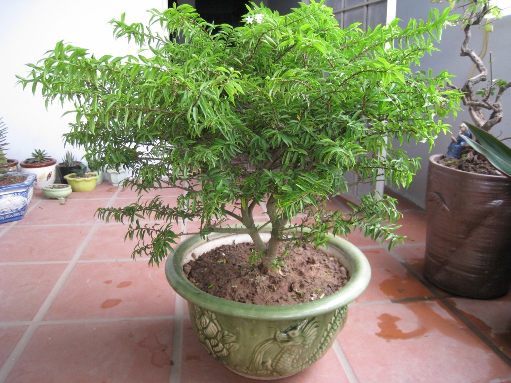 cách tạo dáng bonsai