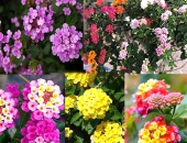 Tổng hợp những loài hoa nở quanh năm dễ trồng